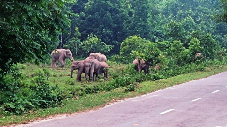 গারো পাহাড় এলাকায় বুনোহাতির উপদ্রব, সীমান্ত সড়ক এড়িয়ে চলার পরামর্শ