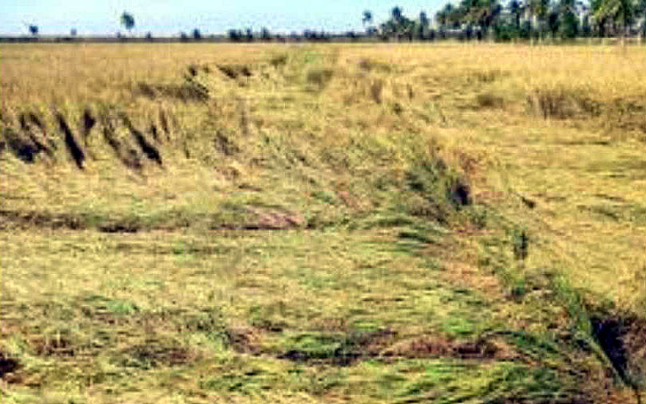 ঘূর্ণিঝড় মিধিলি:বোয়ালিয়া বীজ উৎপাদন খামারে আমন ধানের ক্ষতি