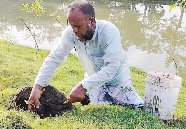 সড়কের পাশে প্রায় ৩৫ হাজার তালের বীজ রোপণ করলেন কৃষক কামাল হোসেন