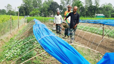 টাঙ্গাইলের কৃষকরা এখন শীতকালীন সবজী চাষে ব্যস্ত