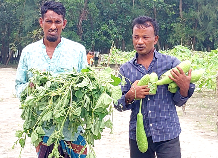 কৃষকের সবজি খেতের সাথে এ কেমন শত্রুতা!